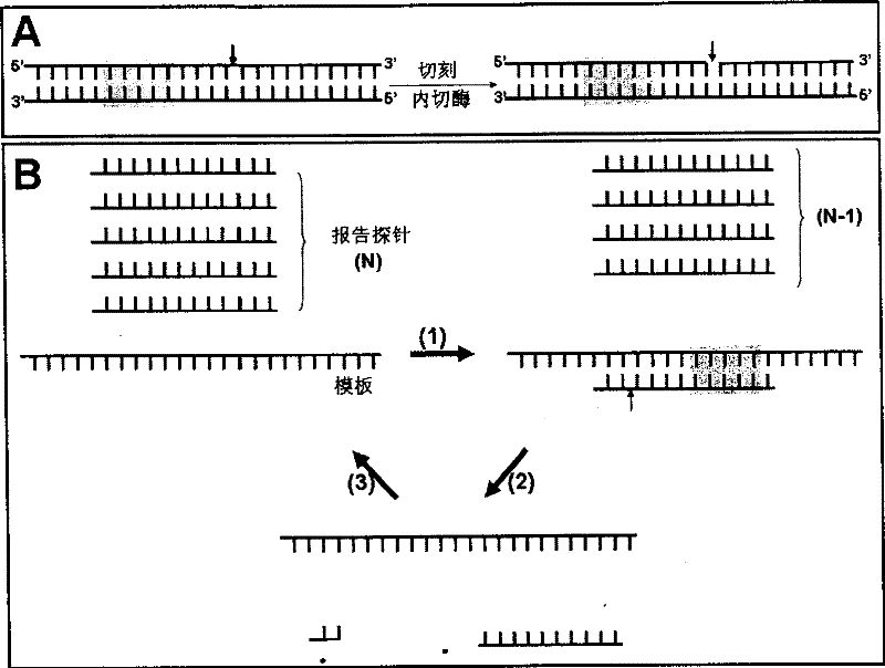 Detection probe and detection method for nucleic acid aim sequence