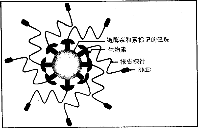 Detection probe and detection method for nucleic acid aim sequence