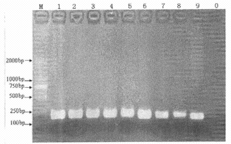 Kit for quickly extracting plant genome and applications thereof
