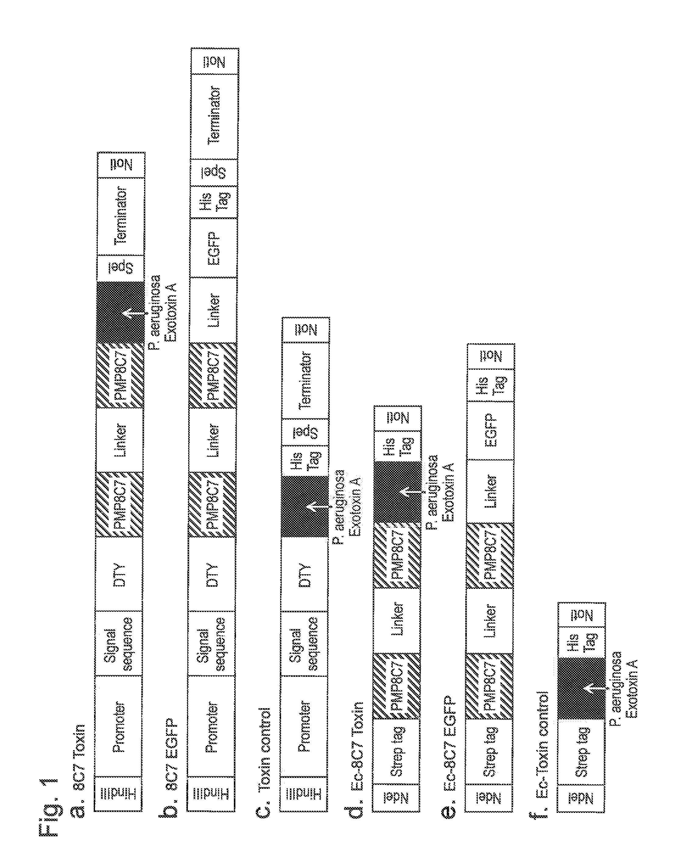 Antitumour agent, marker for tumour detection, and oral vaccine agent