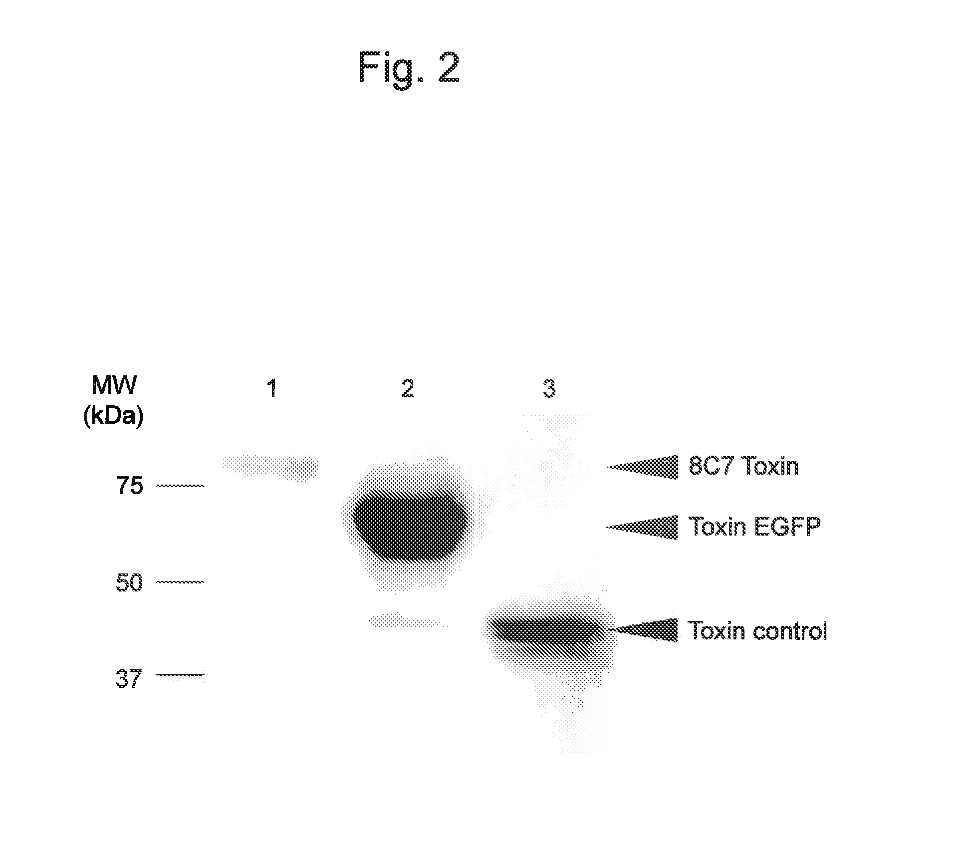 Antitumour agent, marker for tumour detection, and oral vaccine agent