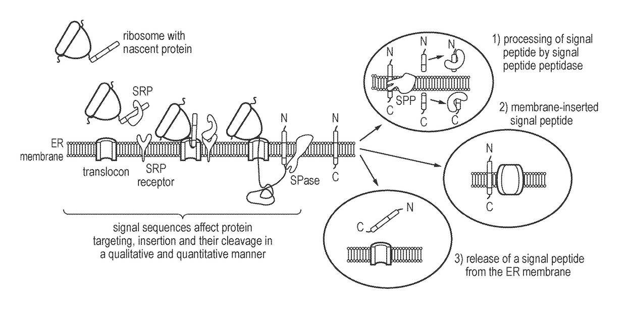 Nucleic acid construct