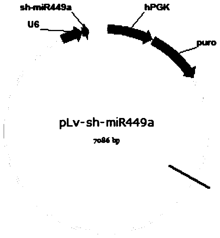 Reagent for interfering with expression of hsa-mir-449a and application thereof