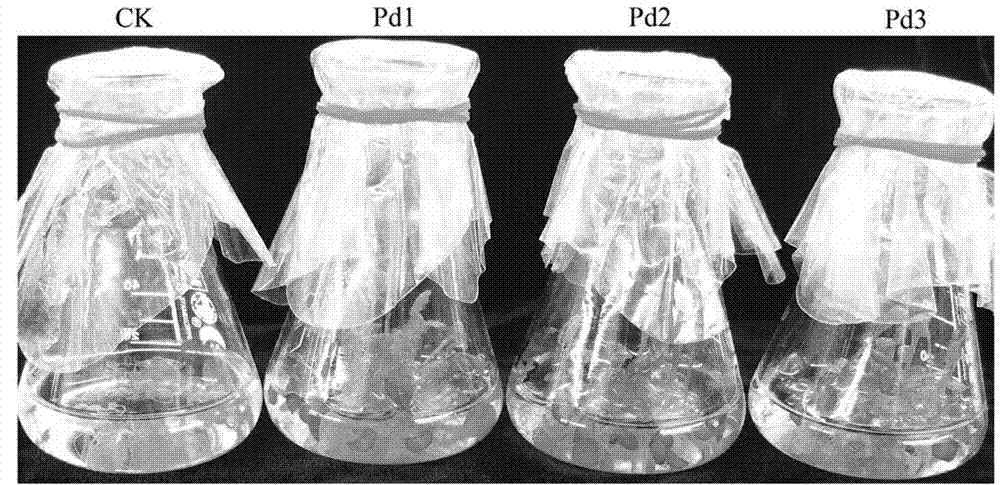 Preparation method and application of paracoccus denitrificans EPSP synthase gene