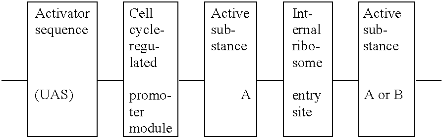 Gene therapy of diseases associated with the immune system, using a cell-specific active compound which is regulated by the cell cycle