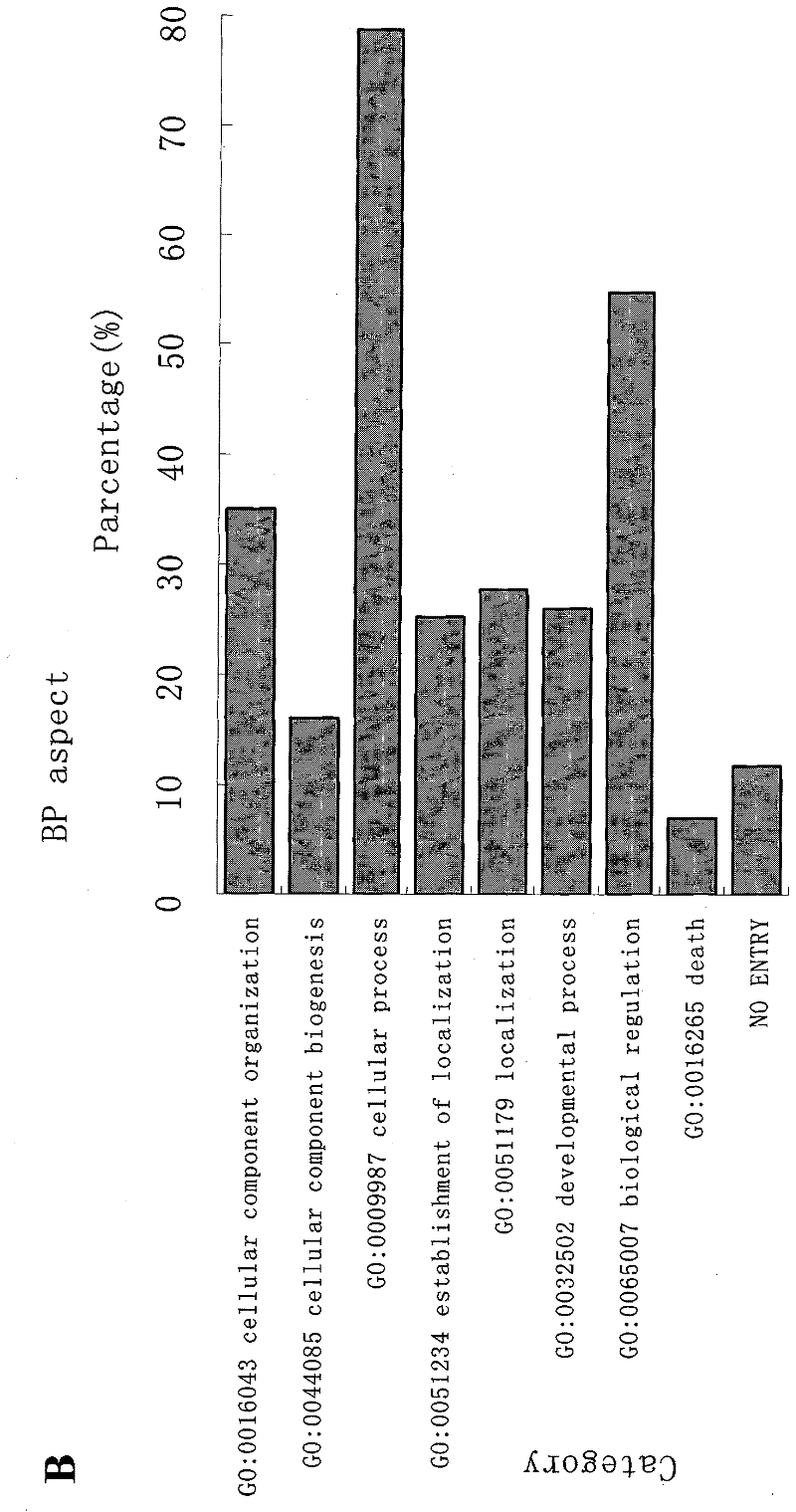 Oligoden droglioma (OG) marker MAP2 (microtubuleassociated protein 2) protein and use thereof