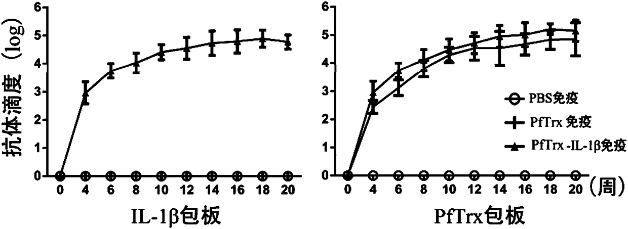 Interleukin 1 beta recombinant vaccine for treating pulmonary fibrosis and application thereof