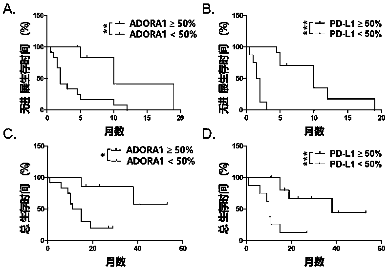 Application of ADORA1 in preparation of PD-L1/PD-1 monoclonal antibody tumor immunotherapy drug