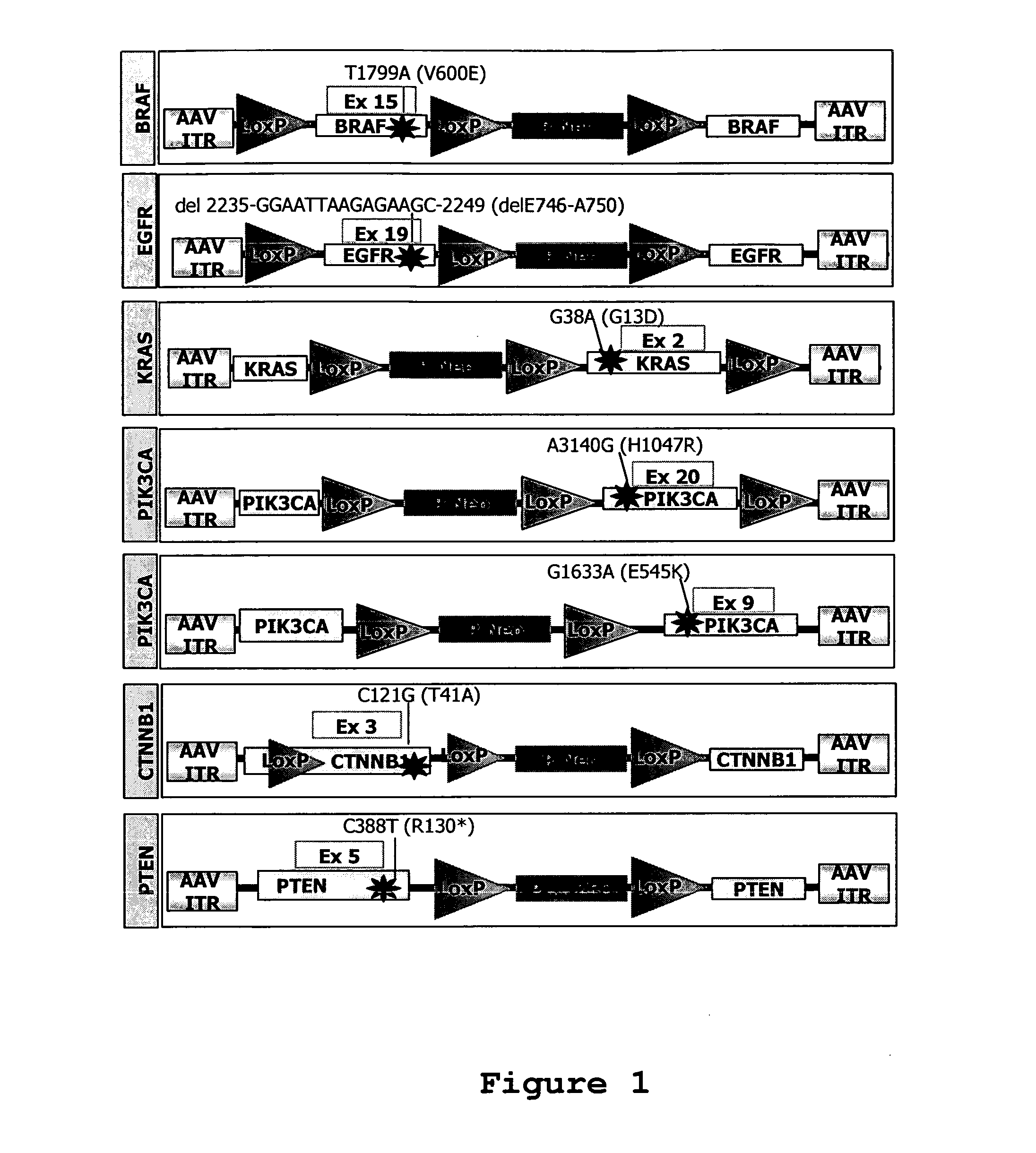 Isogenic human cell lines comprising mutated cancer alleles and process using the cell lines