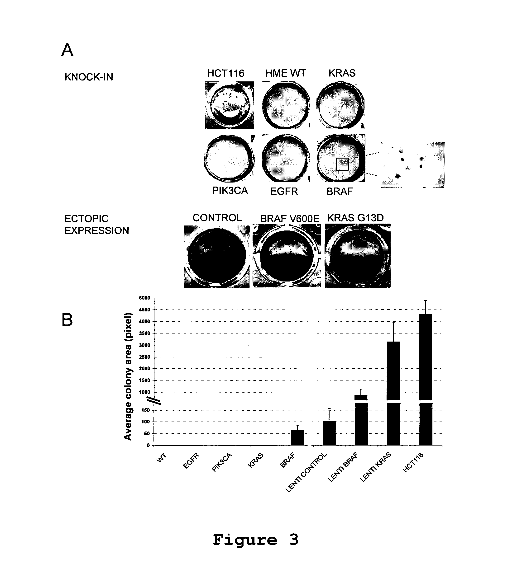 Isogenic human cell lines comprising mutated cancer alleles and process using the cell lines
