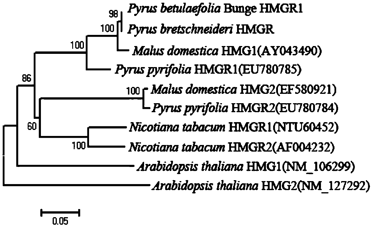 A molecular identification method of hmgr gene mRNA transmission between stock and panicle of pear