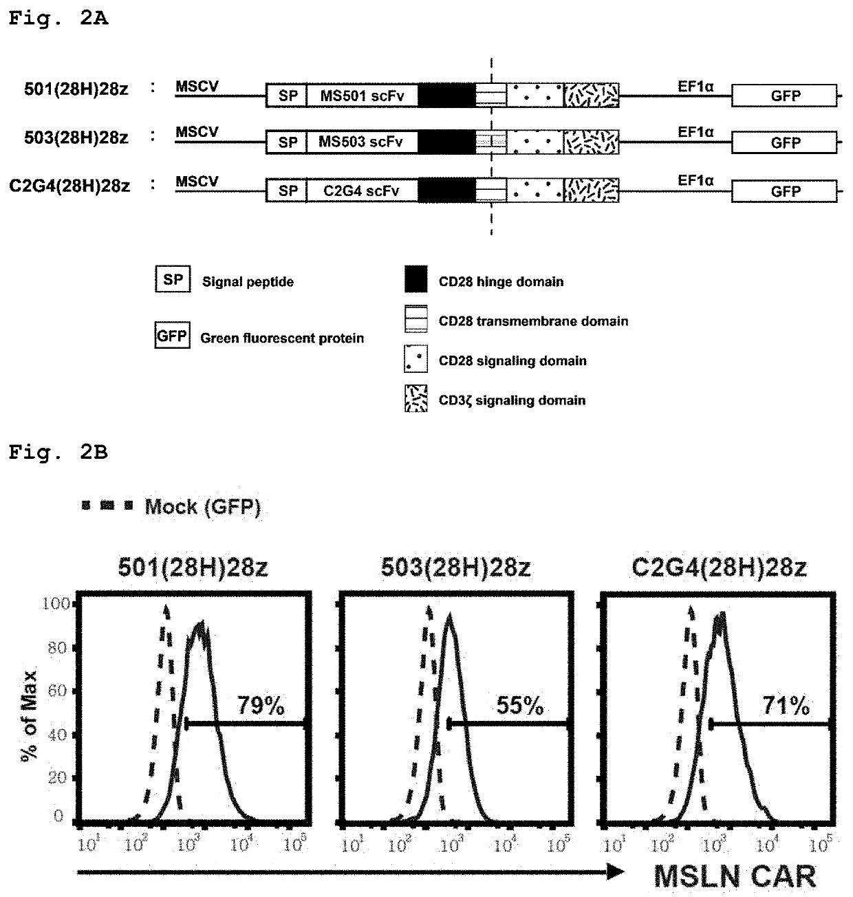 Mesothelin-specific chimeric antigen receptor and t cells expressing same