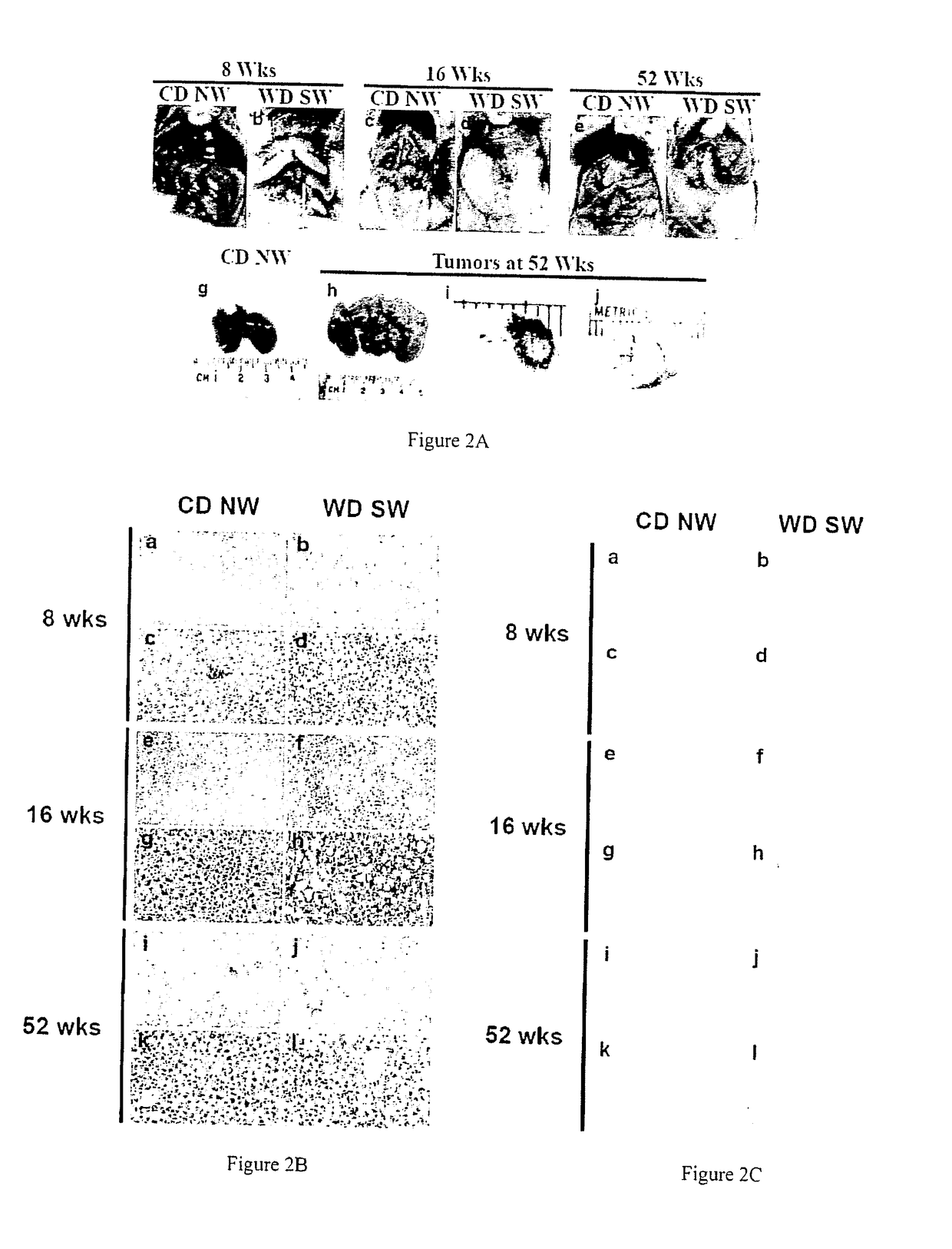 A mouse model of nonalcoholic steatohepatitis and uses thereof