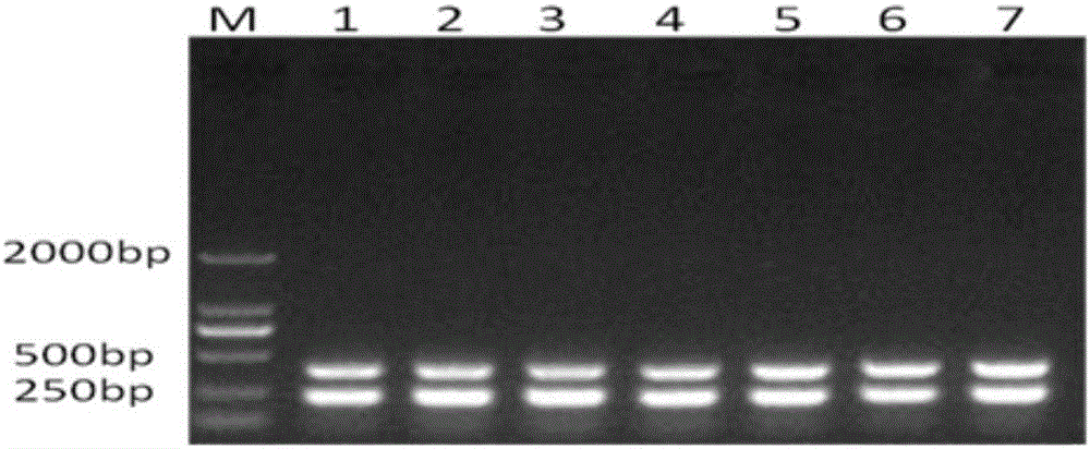One-step process PCR detection method for I-type duck hepatitis viruses and duck plague viruses