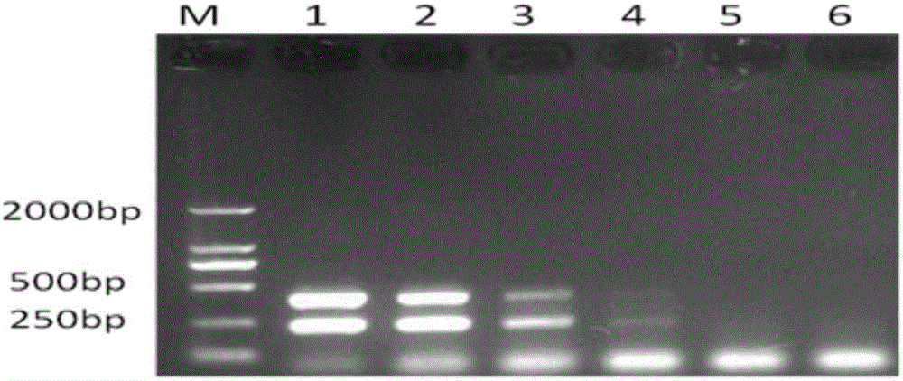 One-step process PCR detection method for I-type duck hepatitis viruses and duck plague viruses