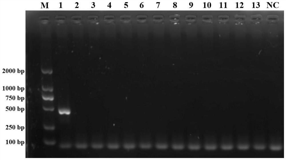 A specific ss-coi primer pair, identification kit and rapid identification method for the coffee berry bark beetle