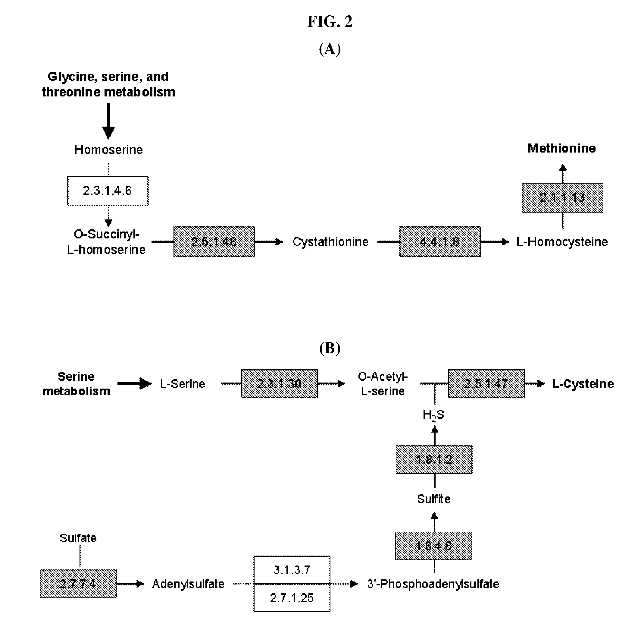 Method for developing culture medium using genome information and in silico analysis