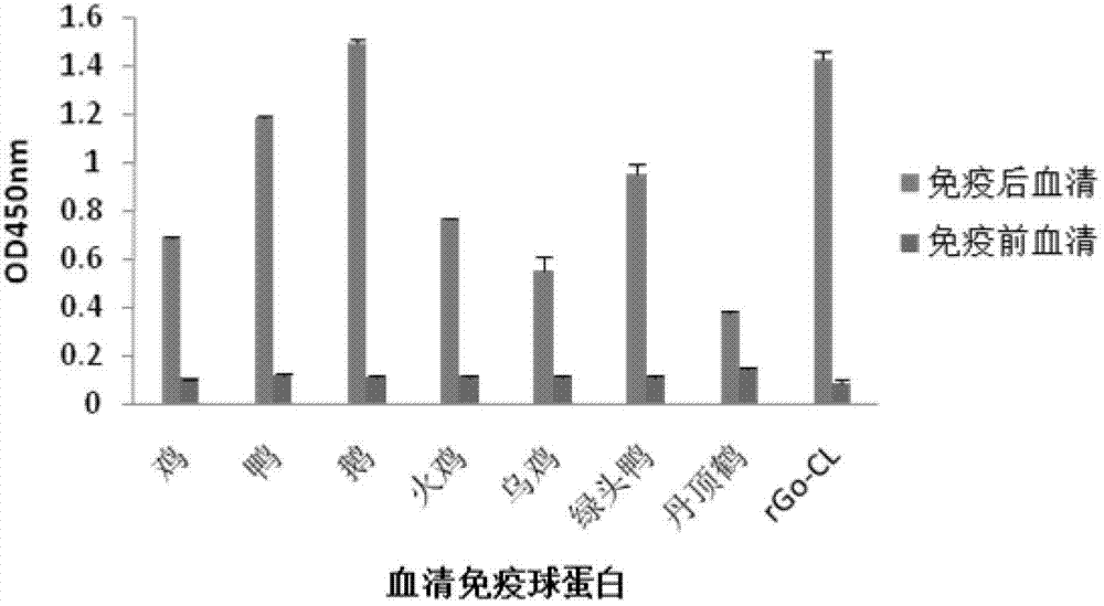 Specific monoclonal antibodies of coding regions and constant regions of goose immunoglobulin, and applications thereof