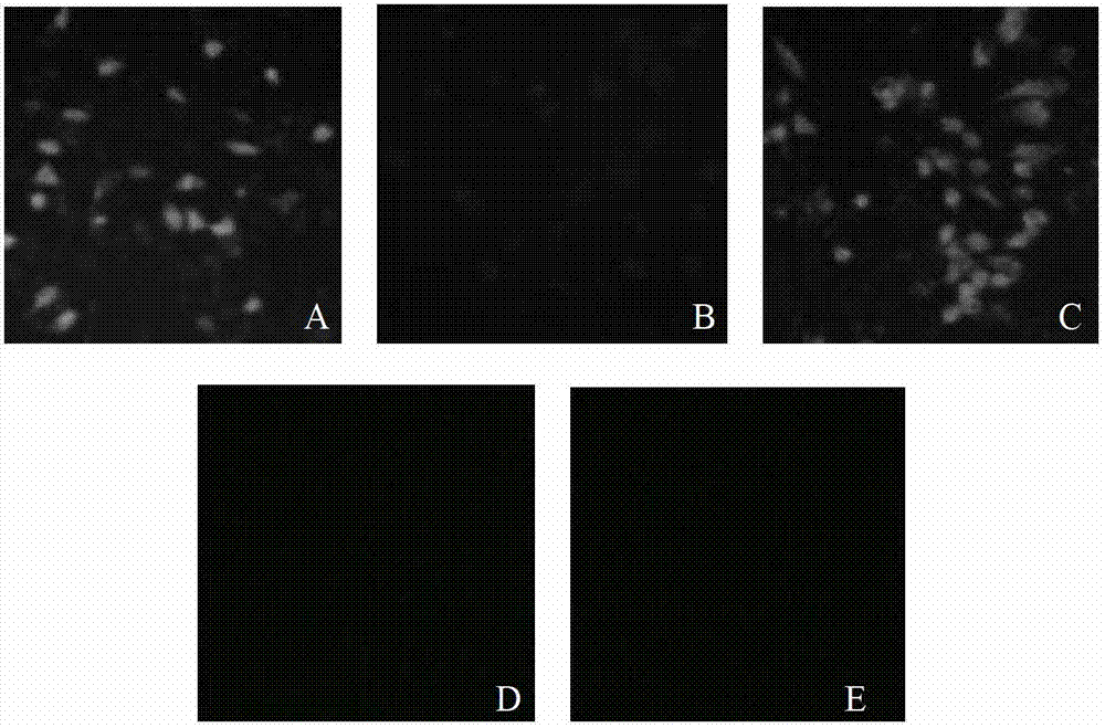 Specific monoclonal antibodies of coding regions and constant regions of goose immunoglobulin, and applications thereof