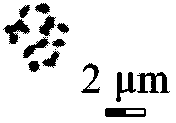 Tabletting method of plum blossom shoot tip chromosome