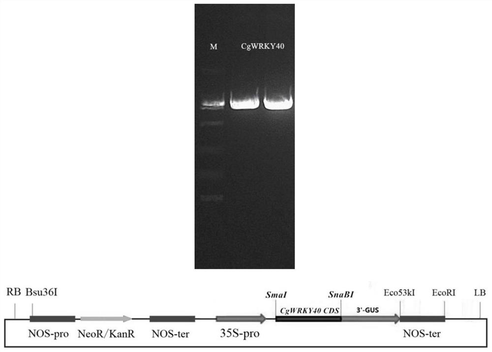 A kind of Chunlan cgwrky40 gene and its application