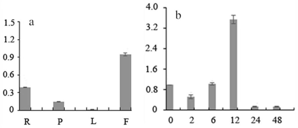 A kind of Chunlan cgwrky40 gene and its application