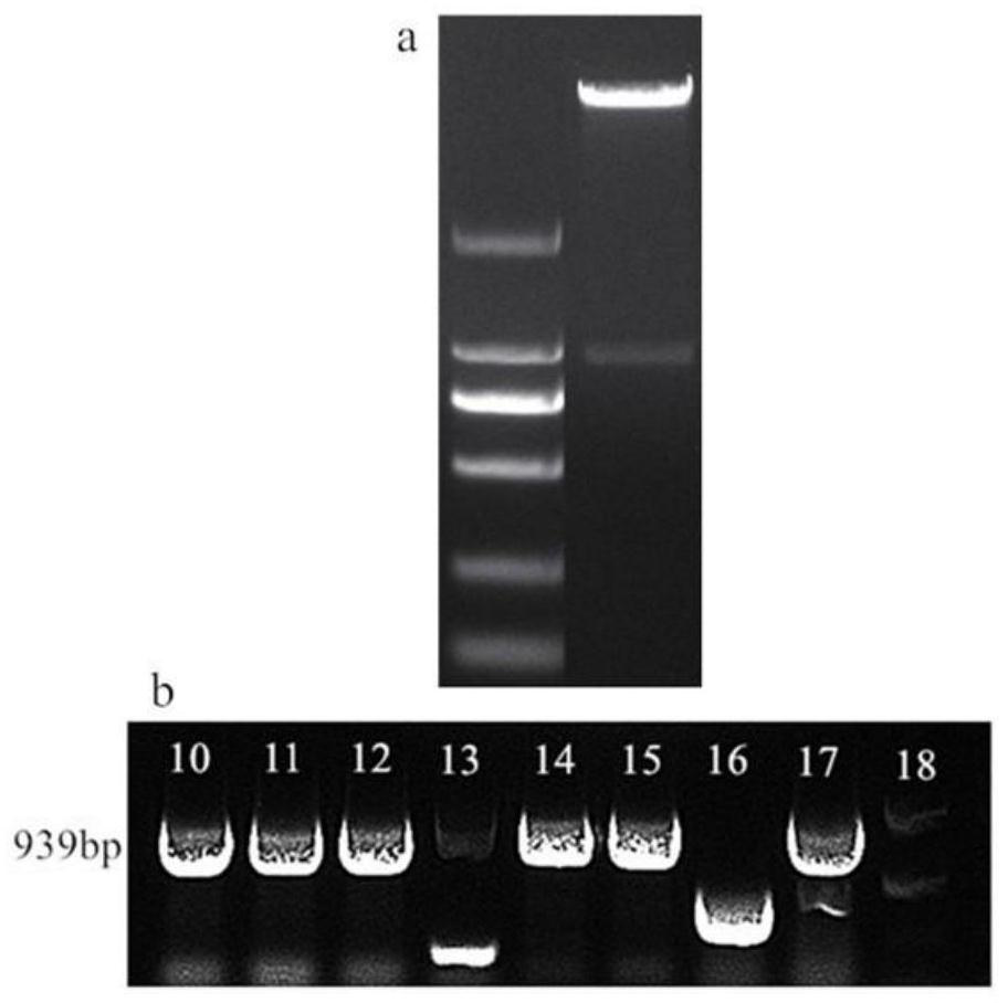 A kind of Chunlan cgwrky40 gene and its application