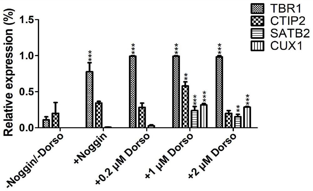 Human iPSC-sourced pyramidal nerve cell precursor cell as well as preparation method and application thereof