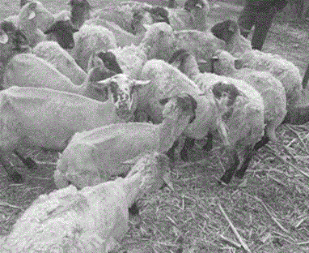 Concentrated feed for preventing and treating nutritional unhairing disease of sheep