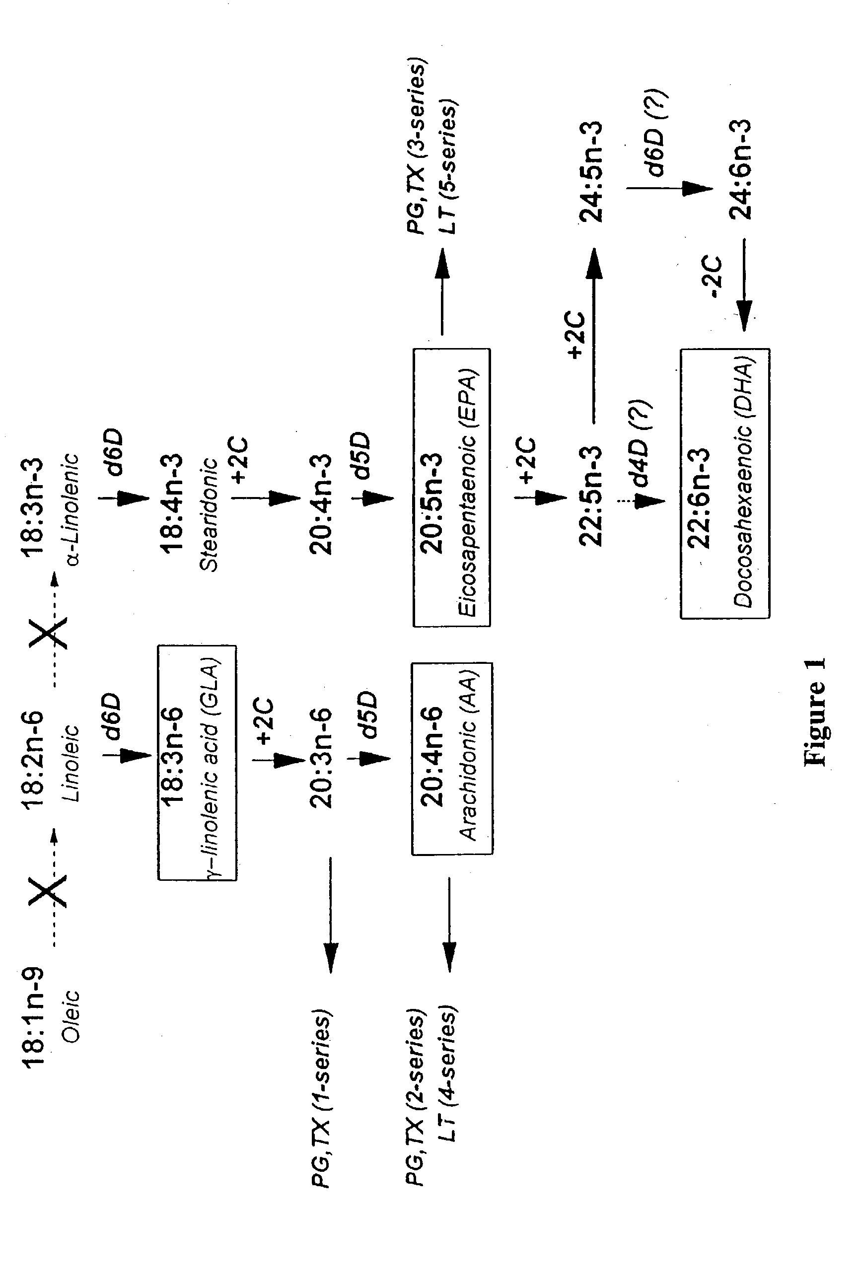 Compositions and methods for the synthesis of fatty acids, their derivatives and downstream products