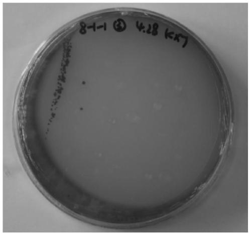 Photosynthetic bacterium rhodobacter sphaeroides strain, bacterial drug agent, and preparation method and application of bacterial drug agent