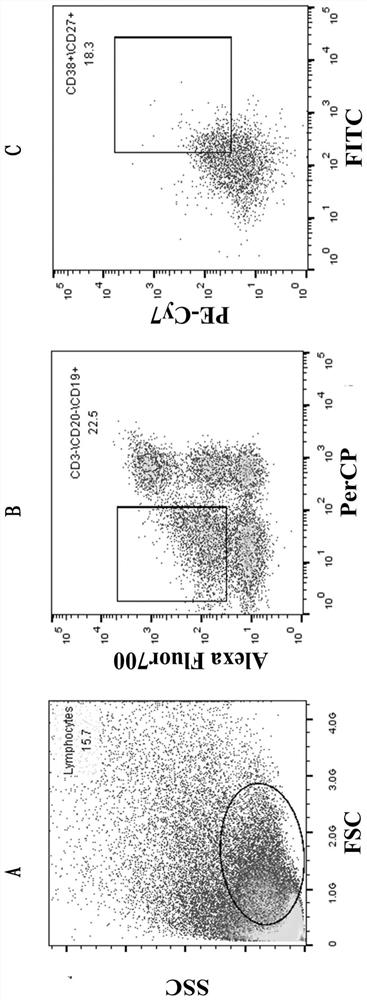 Highly neutralizing active anti-sars-cov-2 fully human monoclonal antibody and its application