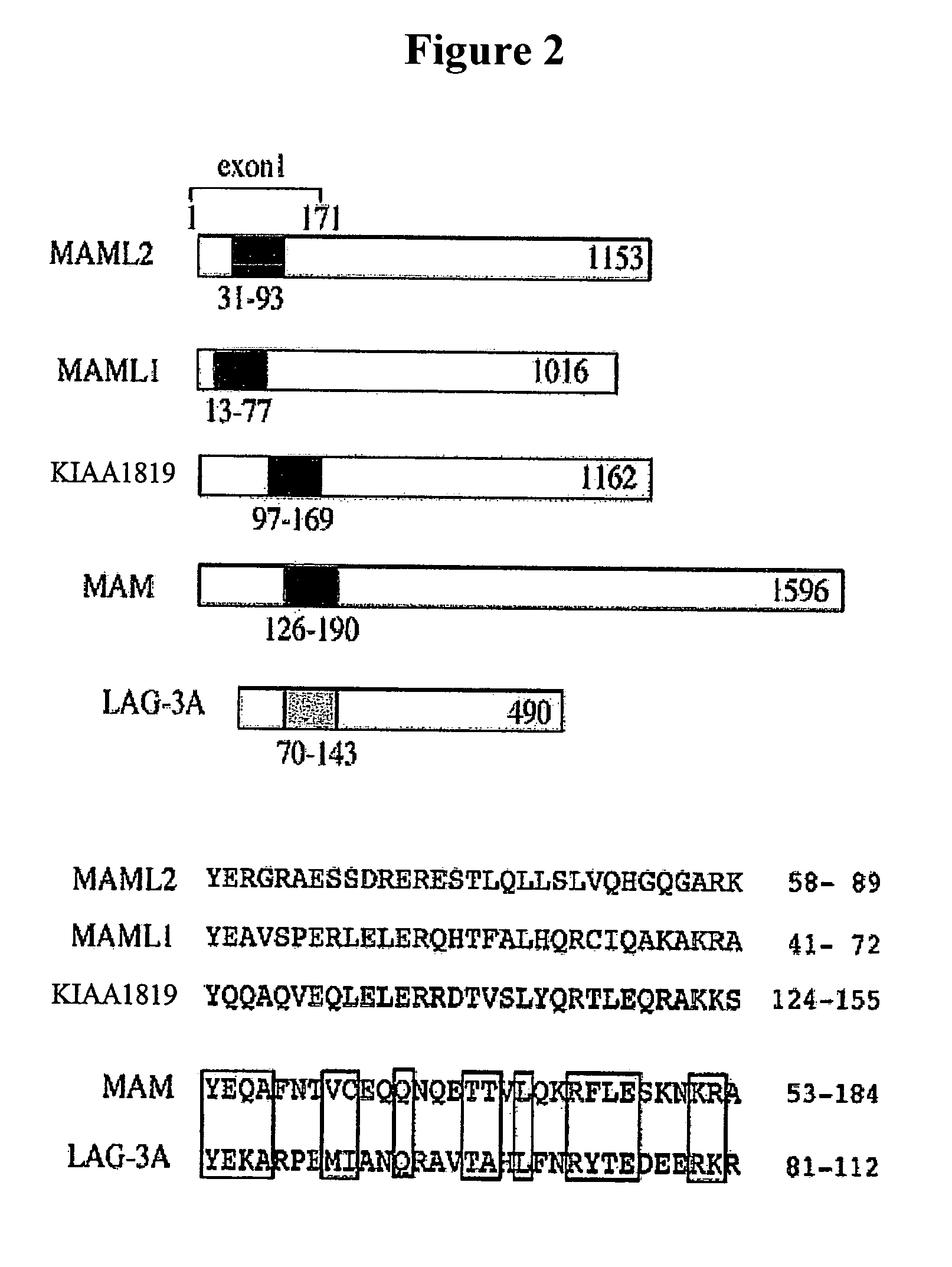 Detection of MECT1-MAML2 fusion products