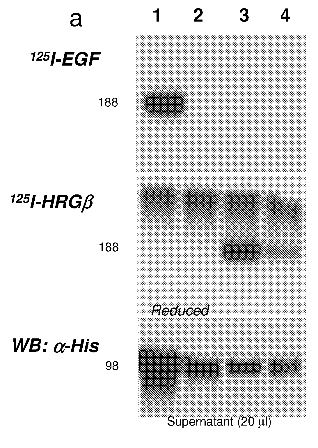 Pan-cell surface receptor-specific therapeutics