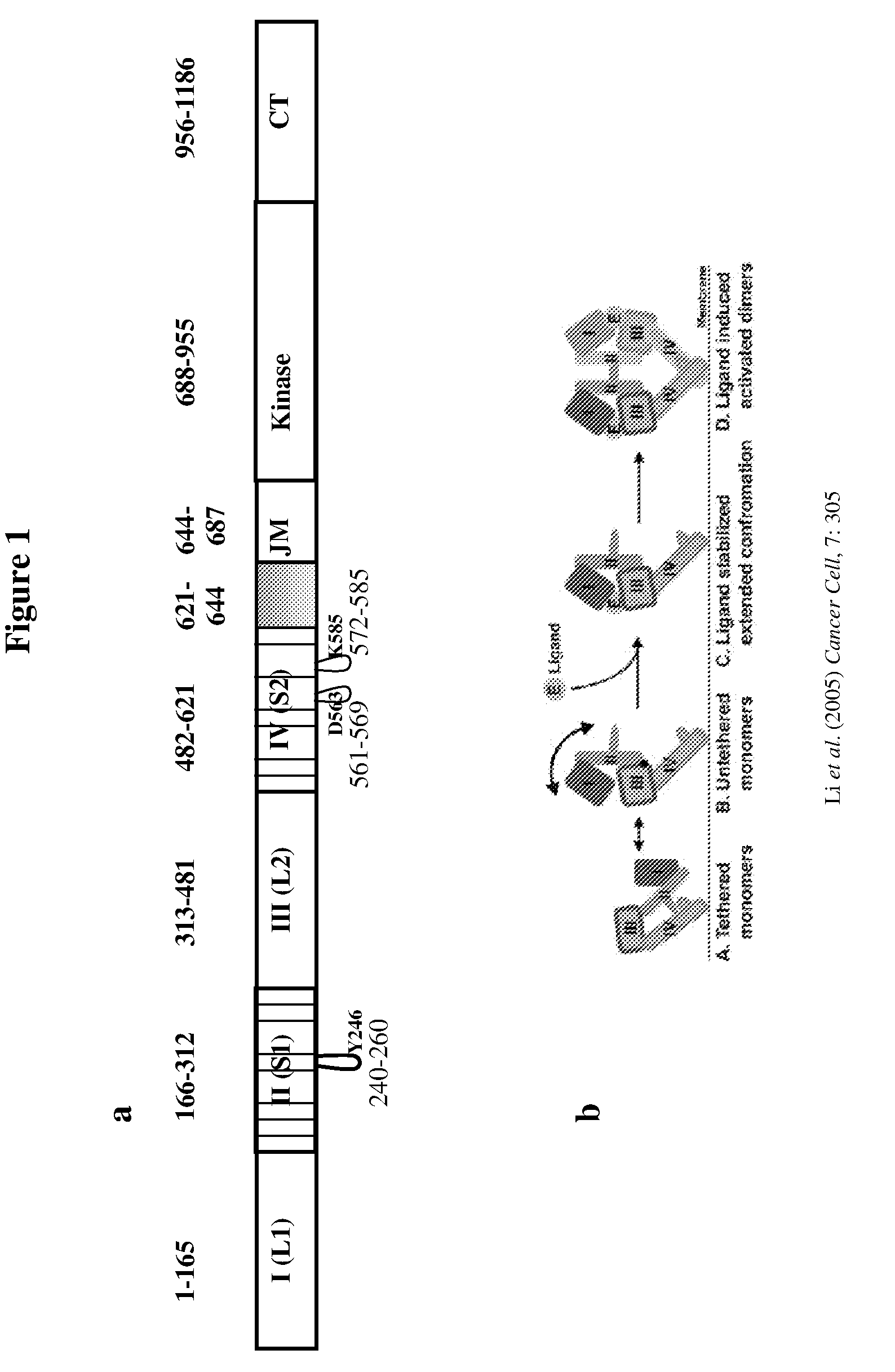 Pan-cell surface receptor-specific therapeutics