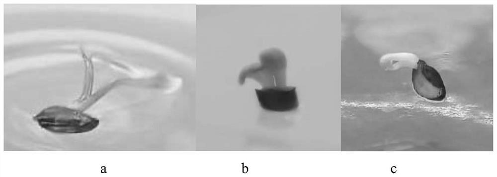 Incised notopterygium seed tissue culture breeding method