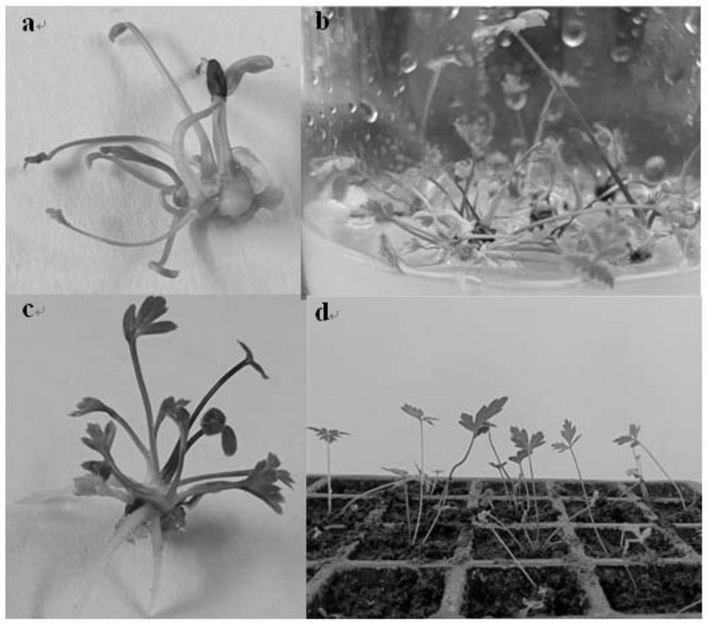 Incised notopterygium seed tissue culture breeding method