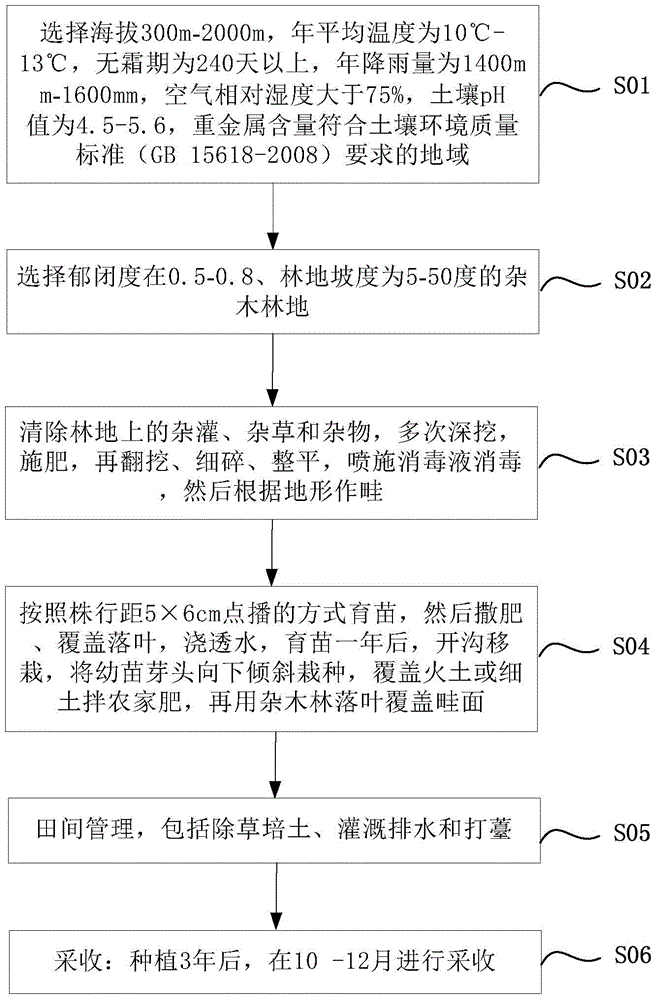 Method for cultivating panax notoginseng through weed tree woodland