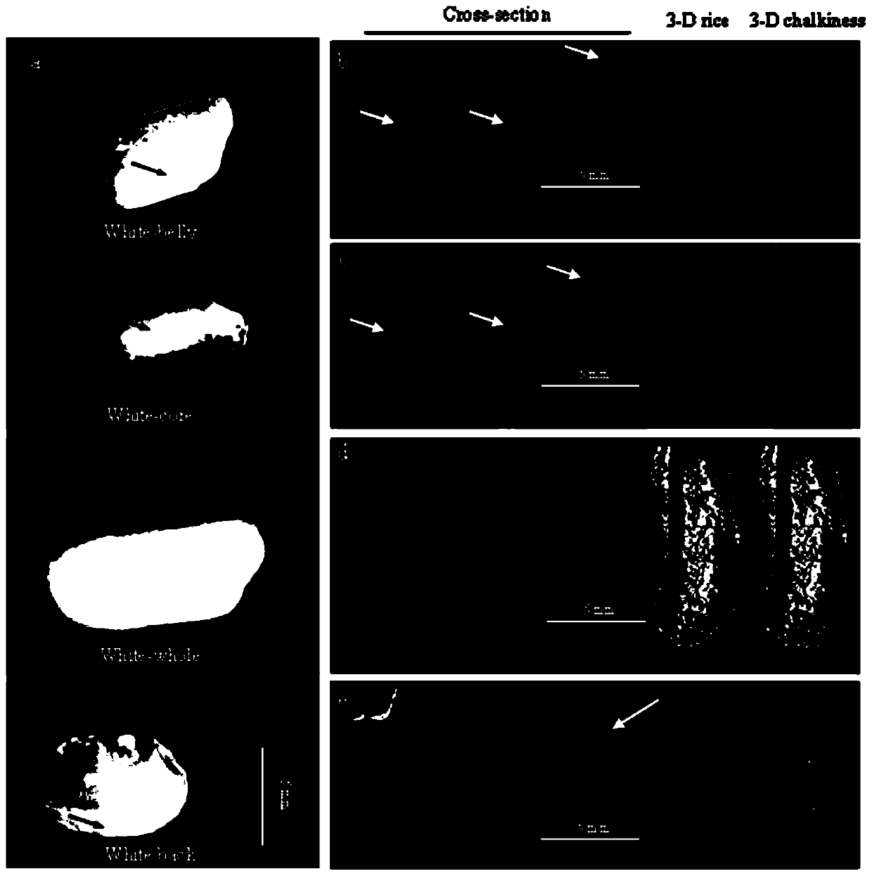 Three-dimensional measurement method for chalkiness of rice based on Micro-CT