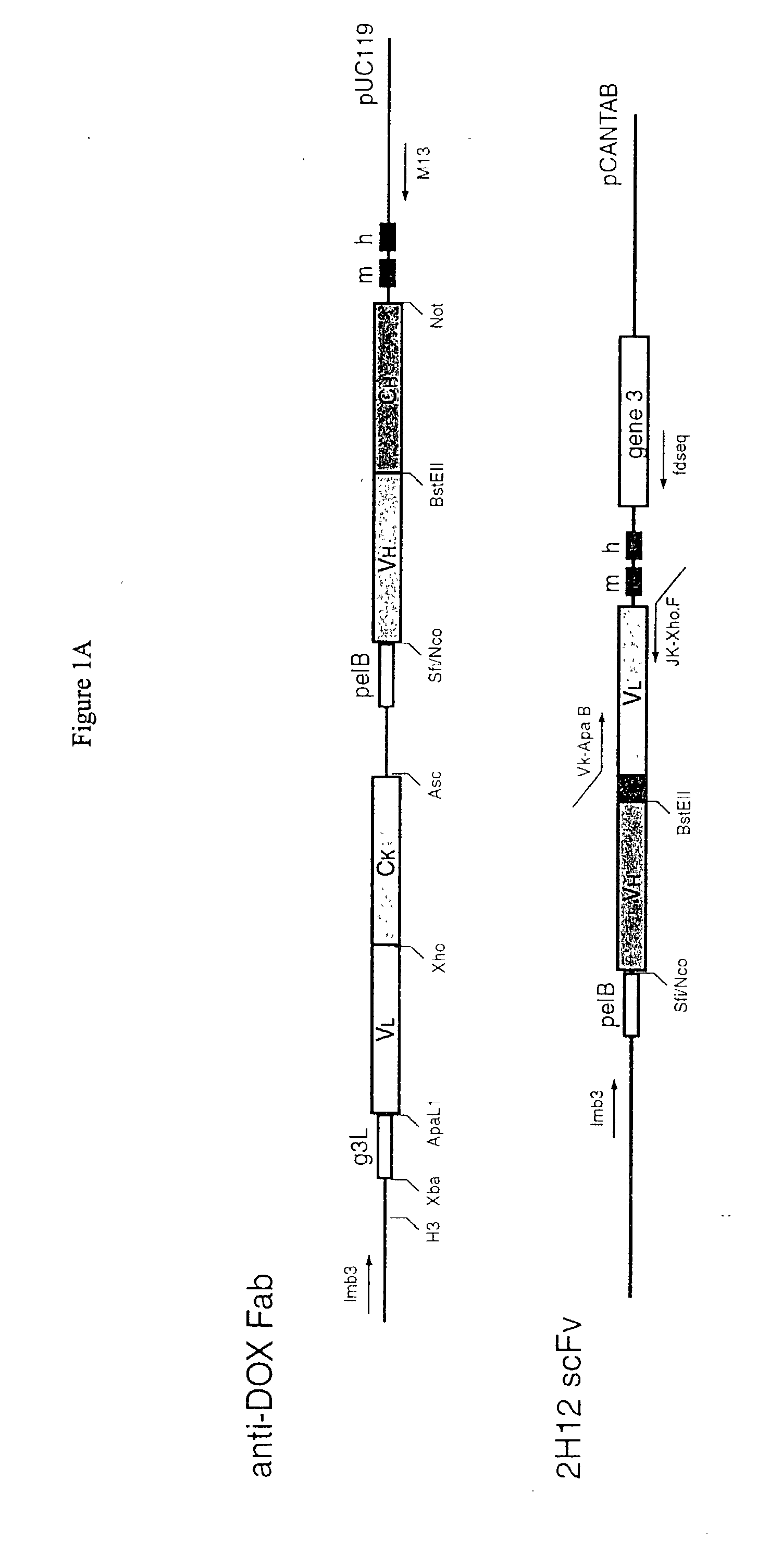 Methods and reagents for identifying rare fetal cells in the maternal circulation