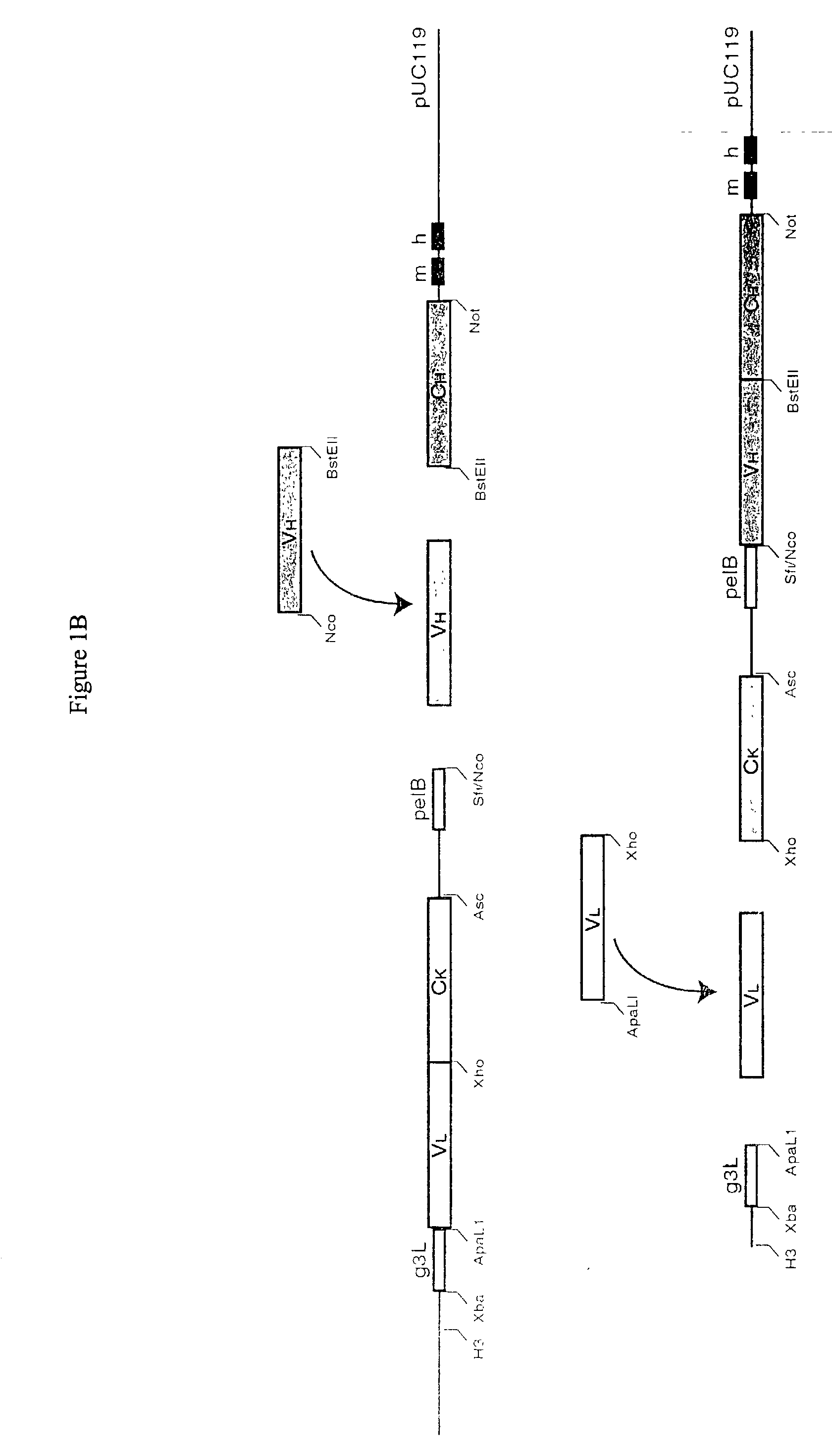 Methods and reagents for identifying rare fetal cells in the maternal circulation