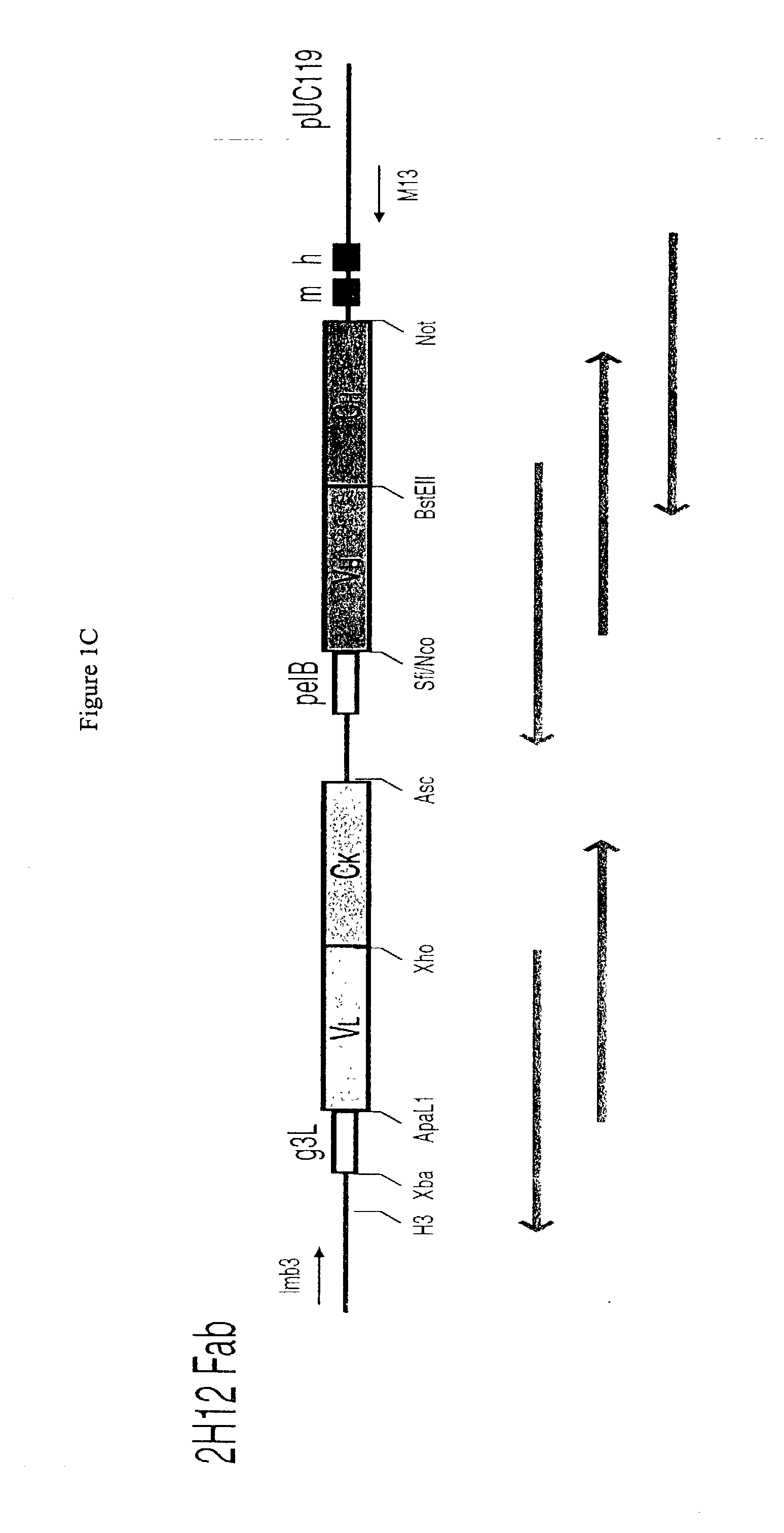 Methods and reagents for identifying rare fetal cells in the maternal circulation