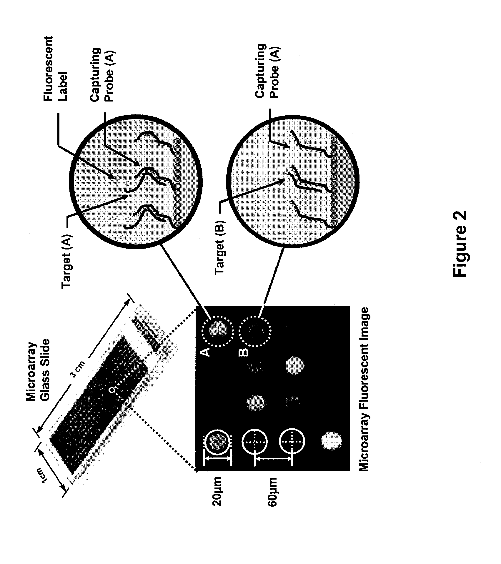Integrated Semiconductor Bioarray
