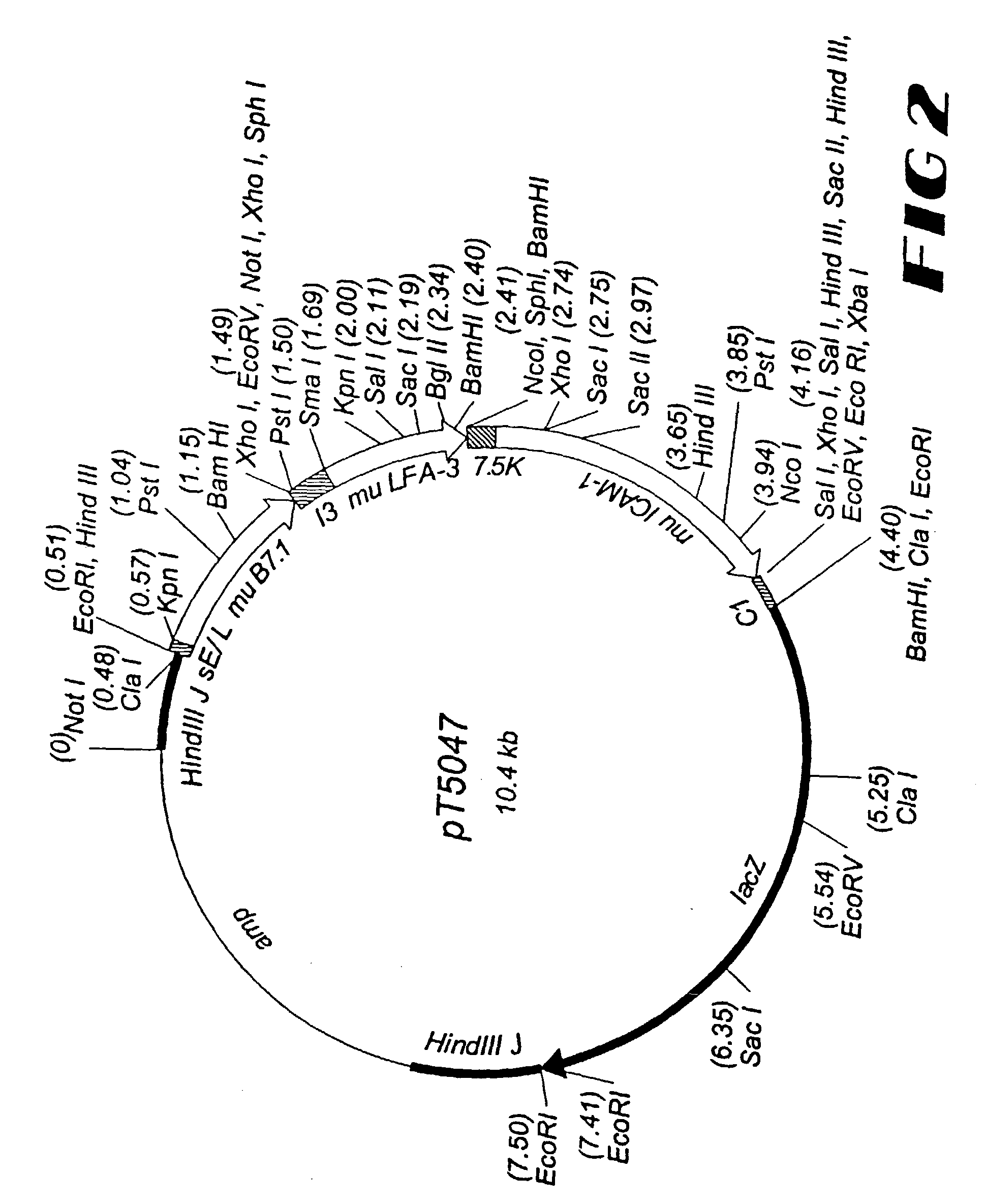Recombinant vector expressing multiple costimulatory molecules and uses thereof