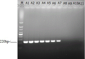 LAMP (Loop-Mediated Isothermal Amplification) kit for priA gene in acute hepatopancreas necrosis syndrome and application of LAMP kit