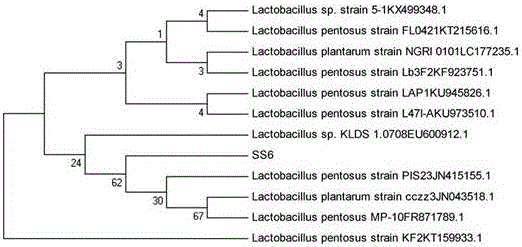Lactobacillus pentosus for producing gamma-aminobutyric acid