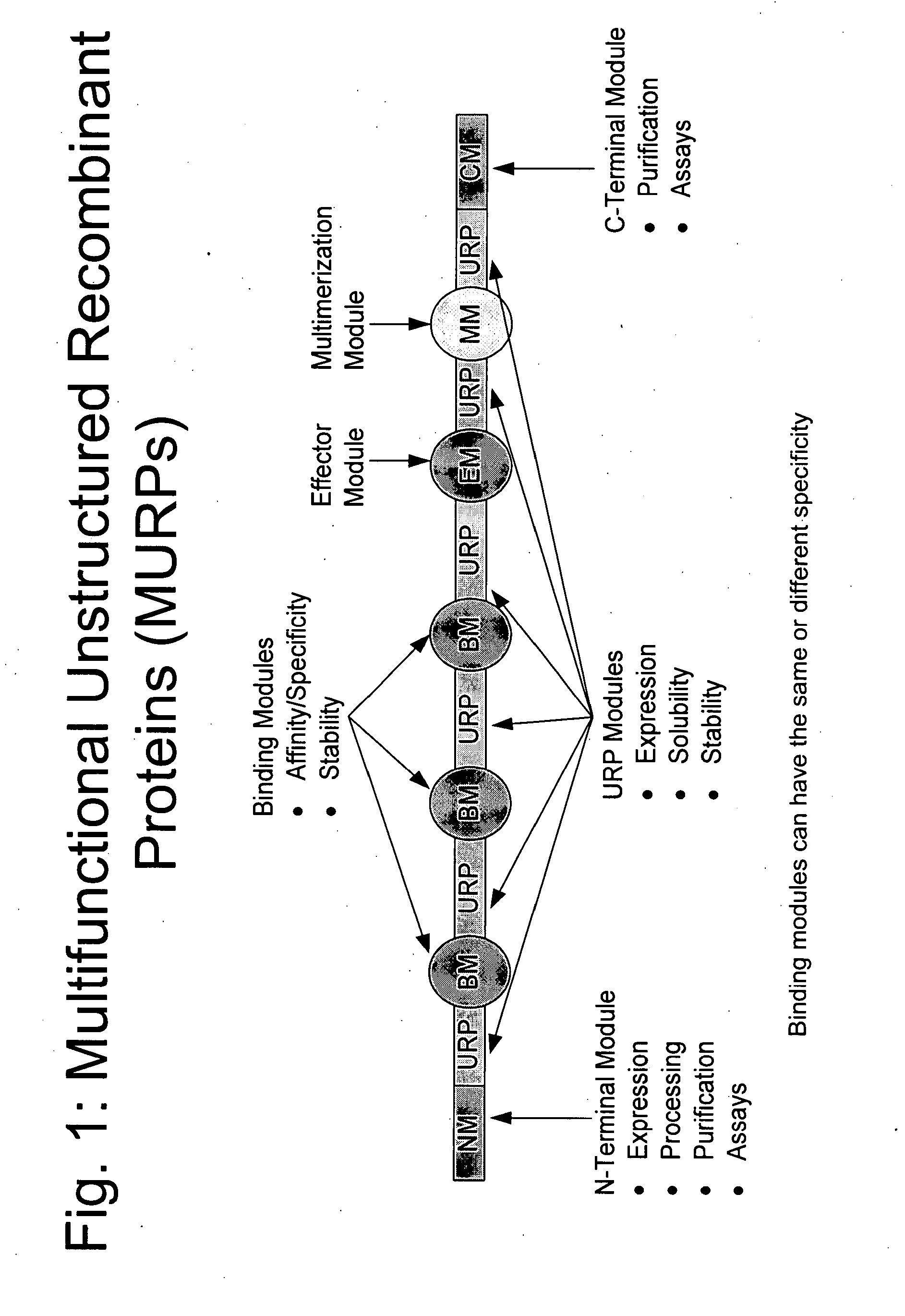 Methods for production of unstructured recombinant polymers and uses thereof