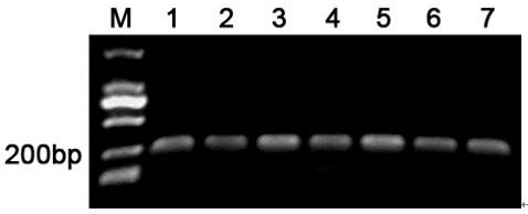 Specific primers and identification methods for identifying Rhodiola grandiflora in the Mila Mountain area of ​​Tibet