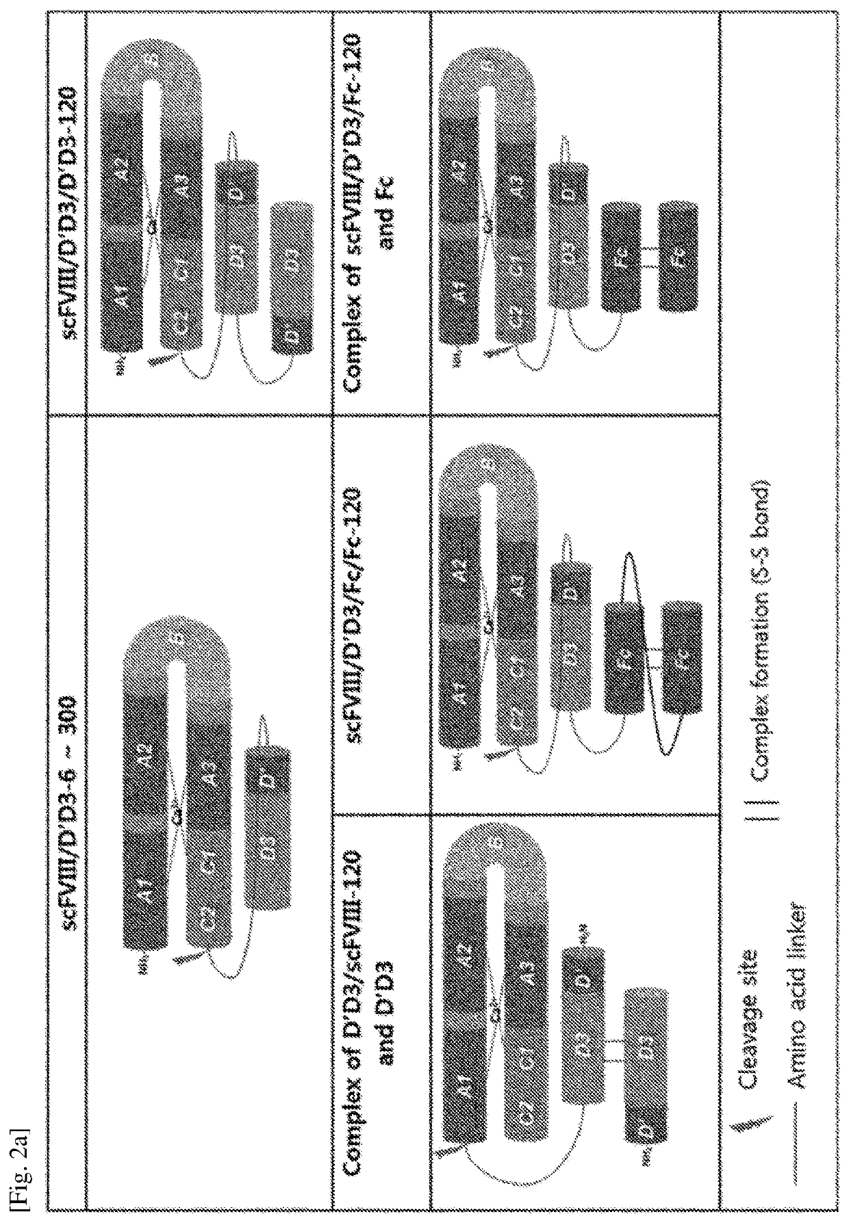 Chimera protein comprising FVIII and vWF factors, and use thereof