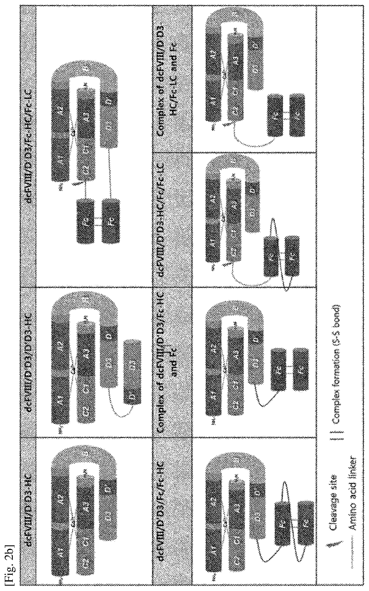 Chimera protein comprising FVIII and vWF factors, and use thereof